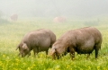 Cerdos Ibericos pastan en la dehesa de Extremadura (España). Iberian pigs graze located in the dehesa ecosystem of Extremadura (Spain)