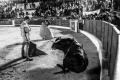 Toros, Olivenza, novillada con picadores, Varea ,Ganadería: Alejandro Talavante