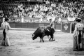 Badajoz, Israel Lancho, Ganadería: Martín Lorca