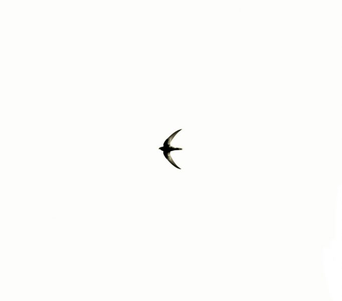 Captura de pantalla 2018-04-23 a las 21.21.27