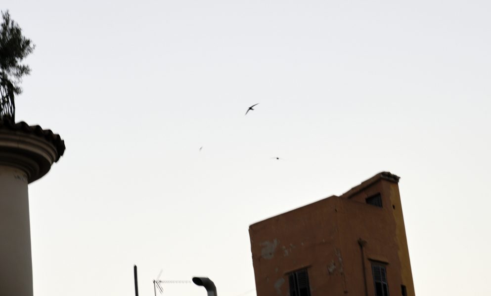 cielo, vencejos, esquina