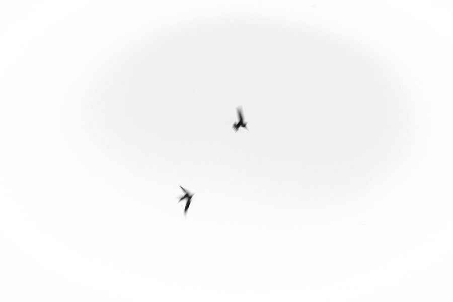 Prints on Bio.
.
.
.
#fineartphg #artlovers #arte #artsy #visualart #contemporaryart #fineartphoto #fineart #fineartphotography #myart #artcollector #artgallery #artnews #modernart#contemporary#interiordesign #interiorista #sky#birds#cloud #swifts #nowherediary #lensculture#theglobewanderer #wearethestreet #thecreative #artofvisuals #artphotography #instaartwork