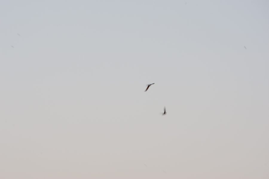 golondrinas_S1_00007