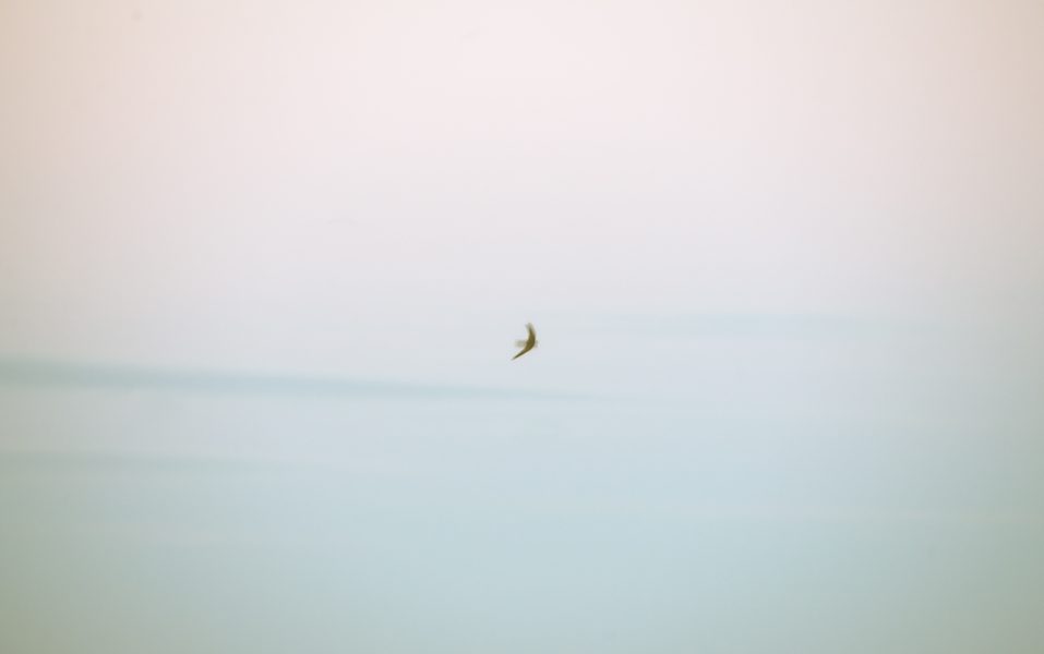 Prints on Bio.
.
.
.
#fineartphg #artlovers #arte #artsy #visualart #contemporaryart #fineartphoto #fineart #fineartphotography #myart #artcollector #artgallery #artnews #modernart#contemporary#interiordesign #interiorista #sky#birds#cloud #swifts #nowherediary #lensculture#theglobewanderer #wearethestreet #thecreative #artofvisuals #artphotography #instaartworkvencejos