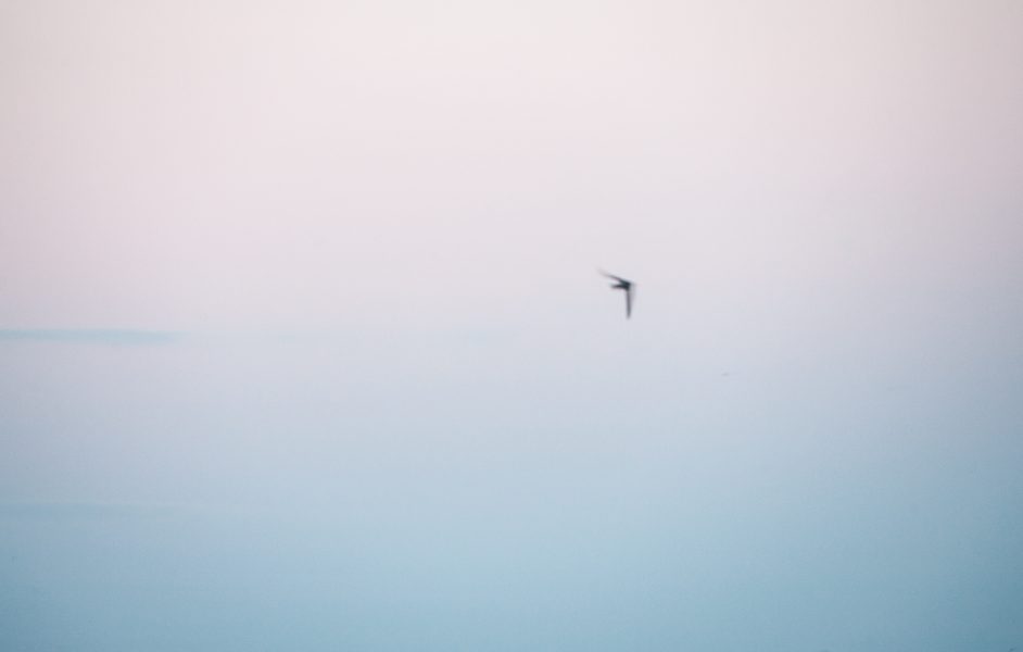 Prints on Bio.
.
.
.
#fineartphg #artlovers #arte #artsy #visualart #contemporaryart #fineartphoto #fineart #fineartphotography #myart #artcollector #artgallery #artnews #modernart#contemporary#interiordesign #interiorista #sky#birds#cloud #swifts #nowherediary #lensculture#theglobewanderer #wearethestreet #thecreative #artofvisuals #artphotography #instaartworkvencejos