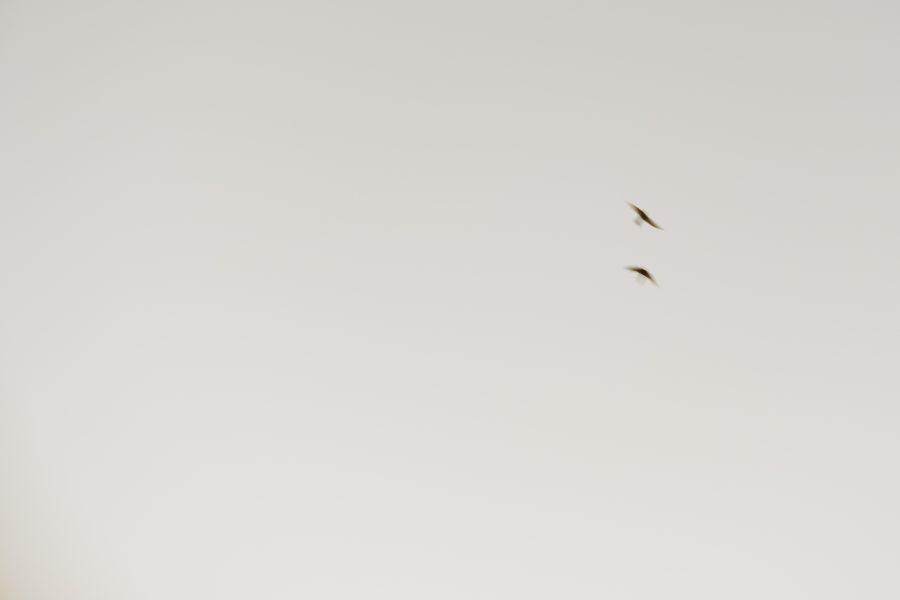 golondrinas_S1_00023