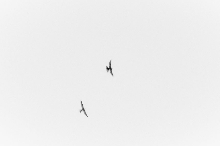 Prints on Bio.
.
.
.
#fineartphg #artlovers #arte #artsy #visualart #contemporaryart #fineartphoto #fineart #fineartphotography #myart #artcollector #artgallery #artnews #modernart#contemporary#interiordesign #interiorista #sky#birds#cloud #swifts #nowherediary #lensculture#theglobewanderer #wearethestreet #thecreative #artofvisuals #artphotography #instaartwork